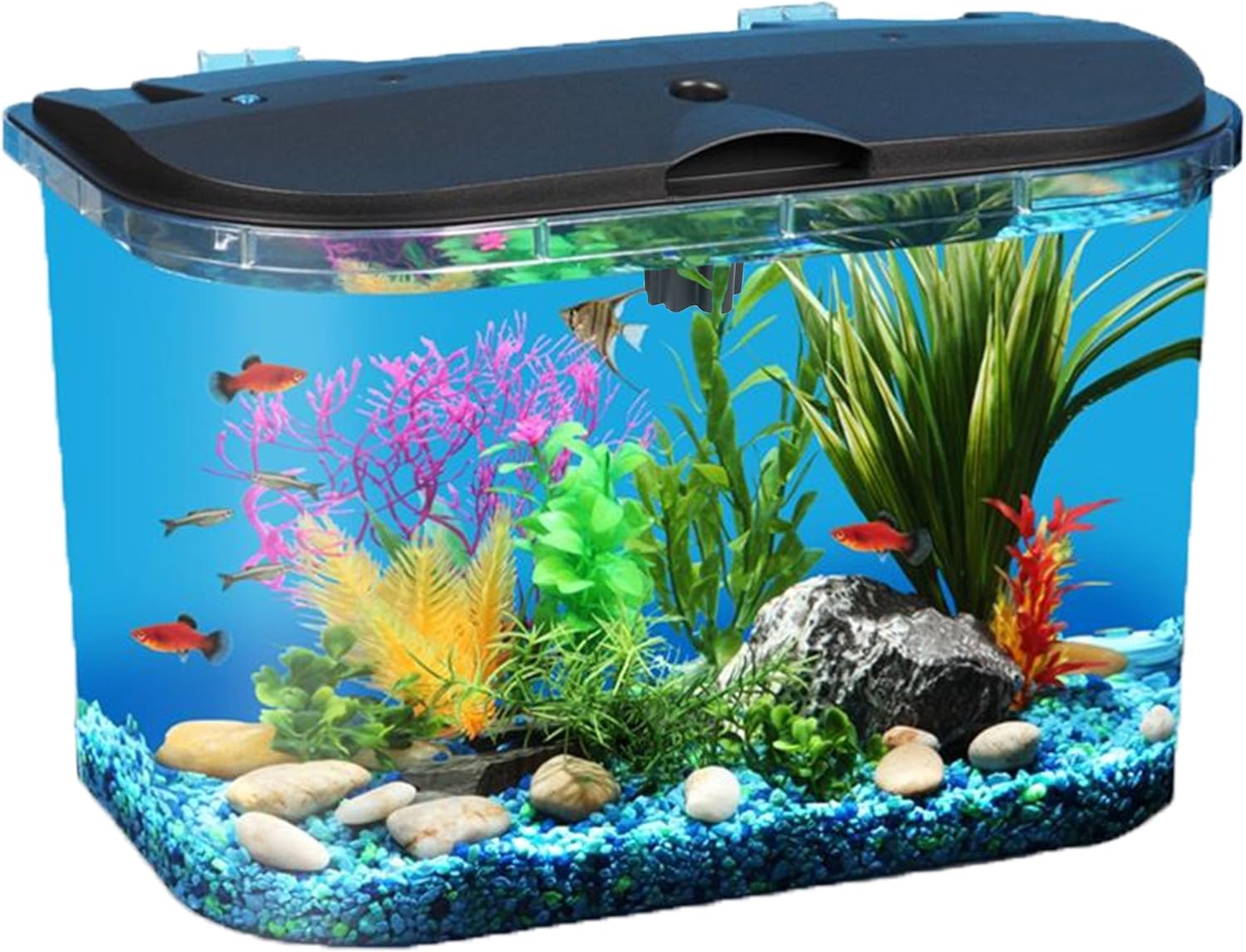 Aquarium Fish Variety - 5-Gallon Aquarium Kit with LED Lighting