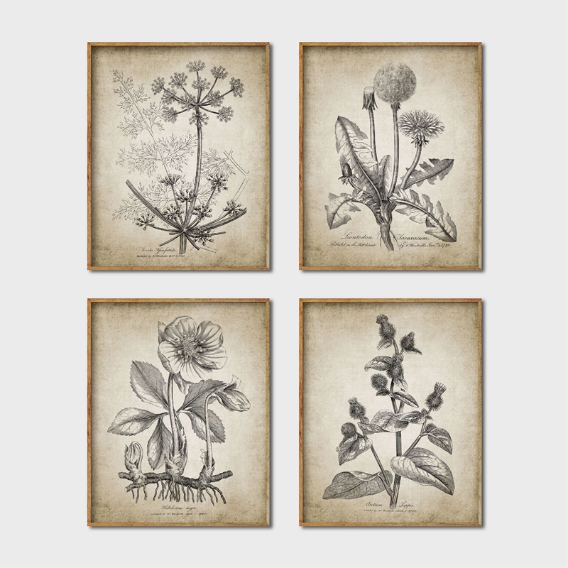 Antique Botanical Posters and  - Live Plant Fertilizer 评论和价格
