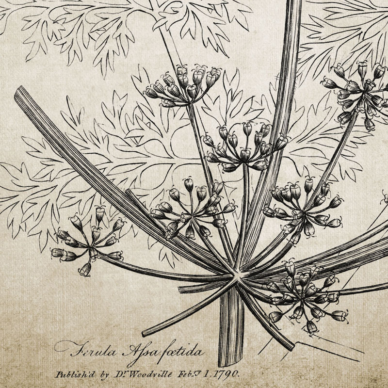 Antique Botanical Posters and  - Live Plant Fertilizer 评论和价格