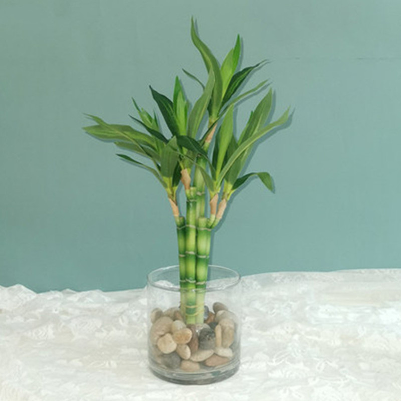 New 40cm rFtificial Lucky Bamb - Aquarium Fish Items 评论和价格