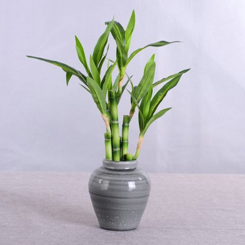 New 40cm rFtificial Lucky Bamb - Aquarium Fish Items 评论和价格